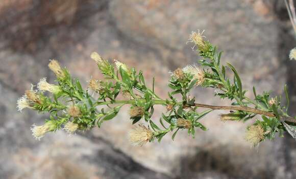 Imagem de Baccharis ramiflora A. Gray