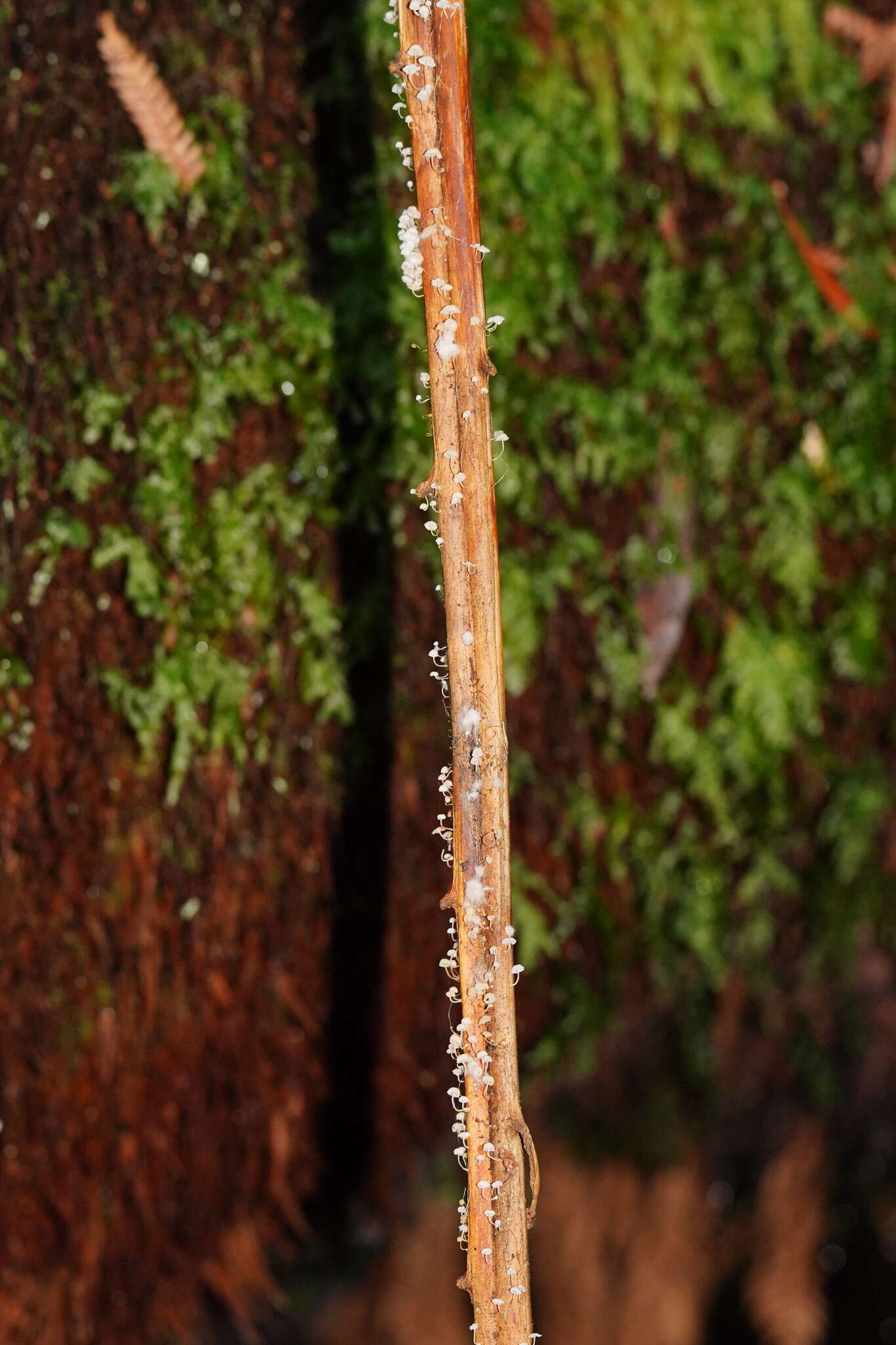 Sivun Mycena albidocapillaris Grgur. & T. W. May 1997 kuva