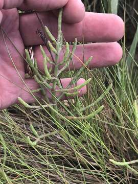 Слика од Salicornia maritima S. L. Wolff & R. L. Jefferies