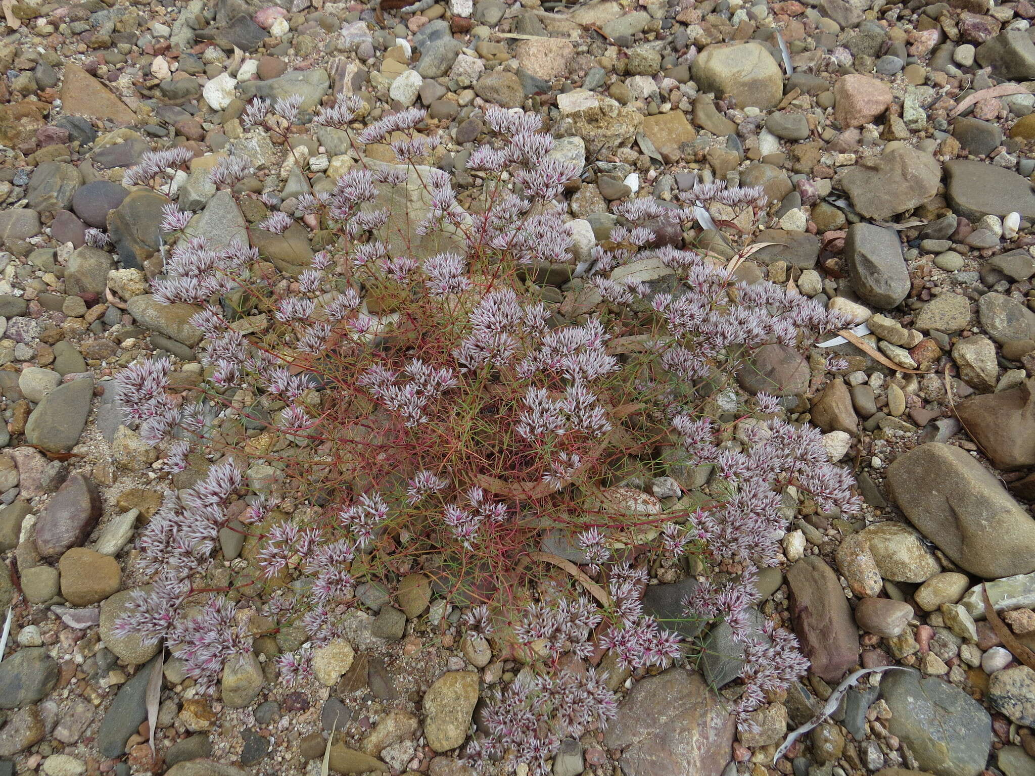 صورة Polycarpaea spirostylis F. Müll.