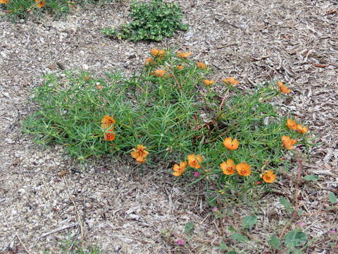 Image of shrubby purslane