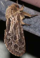 Image of Oncopera fasciculatus Walker 1869