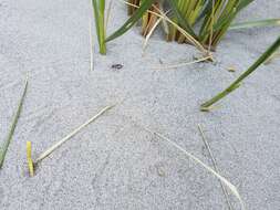 Image of Pacific Coast Tiger Beetle