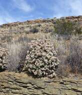 Image of Crassula arborescens subsp. arborescens