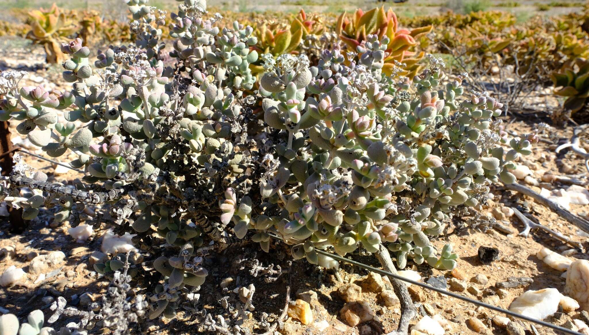 Image of Eberlanzia schneideriana (A. Berger) H. E. K. Hartmann