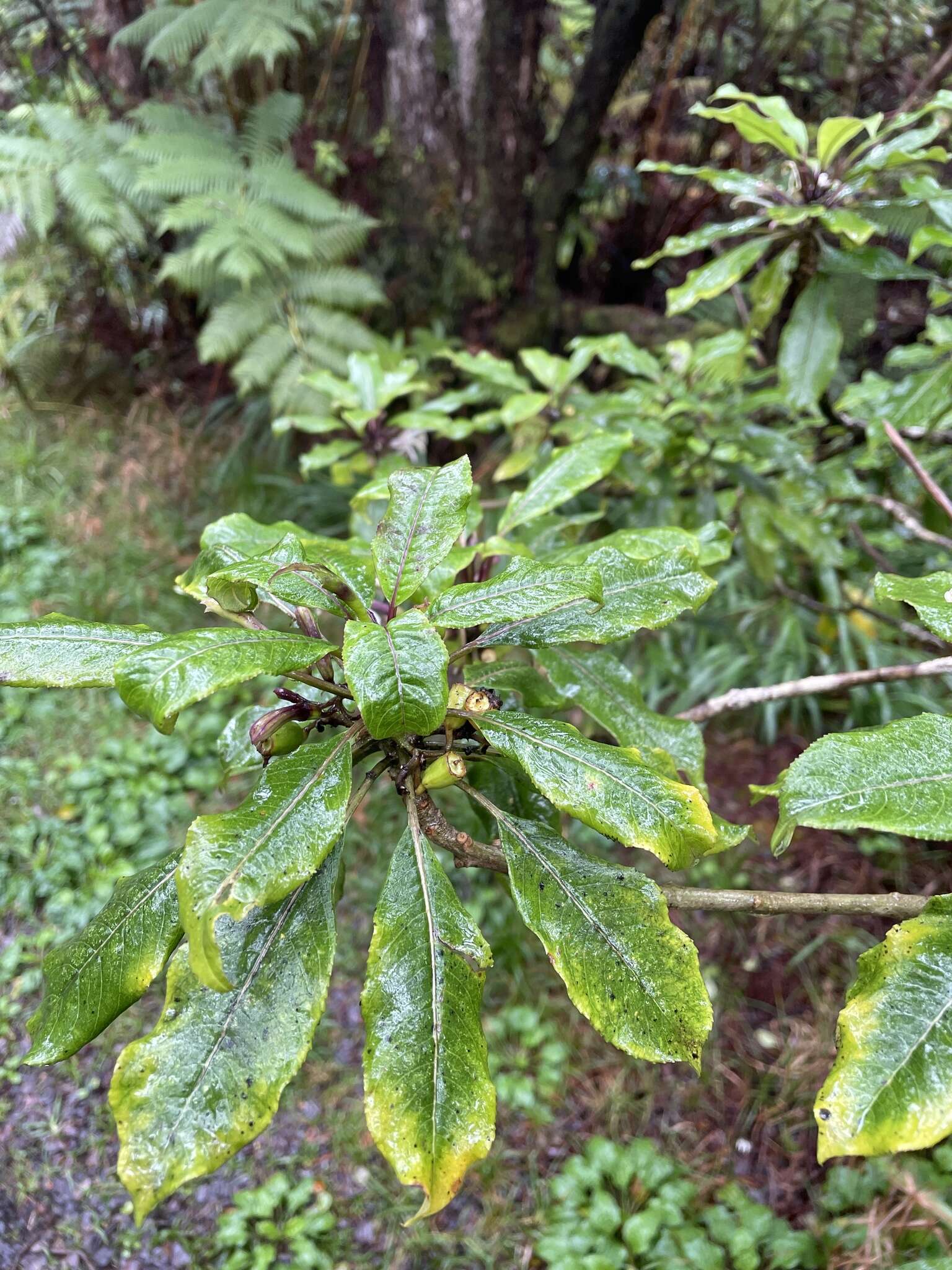 Image of Small-Flower Clermontia