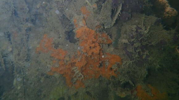 Image of orange lumpy encrusting sponge