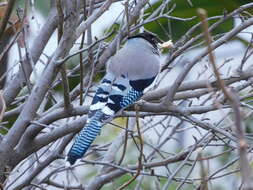 Image of Black-headed Jay