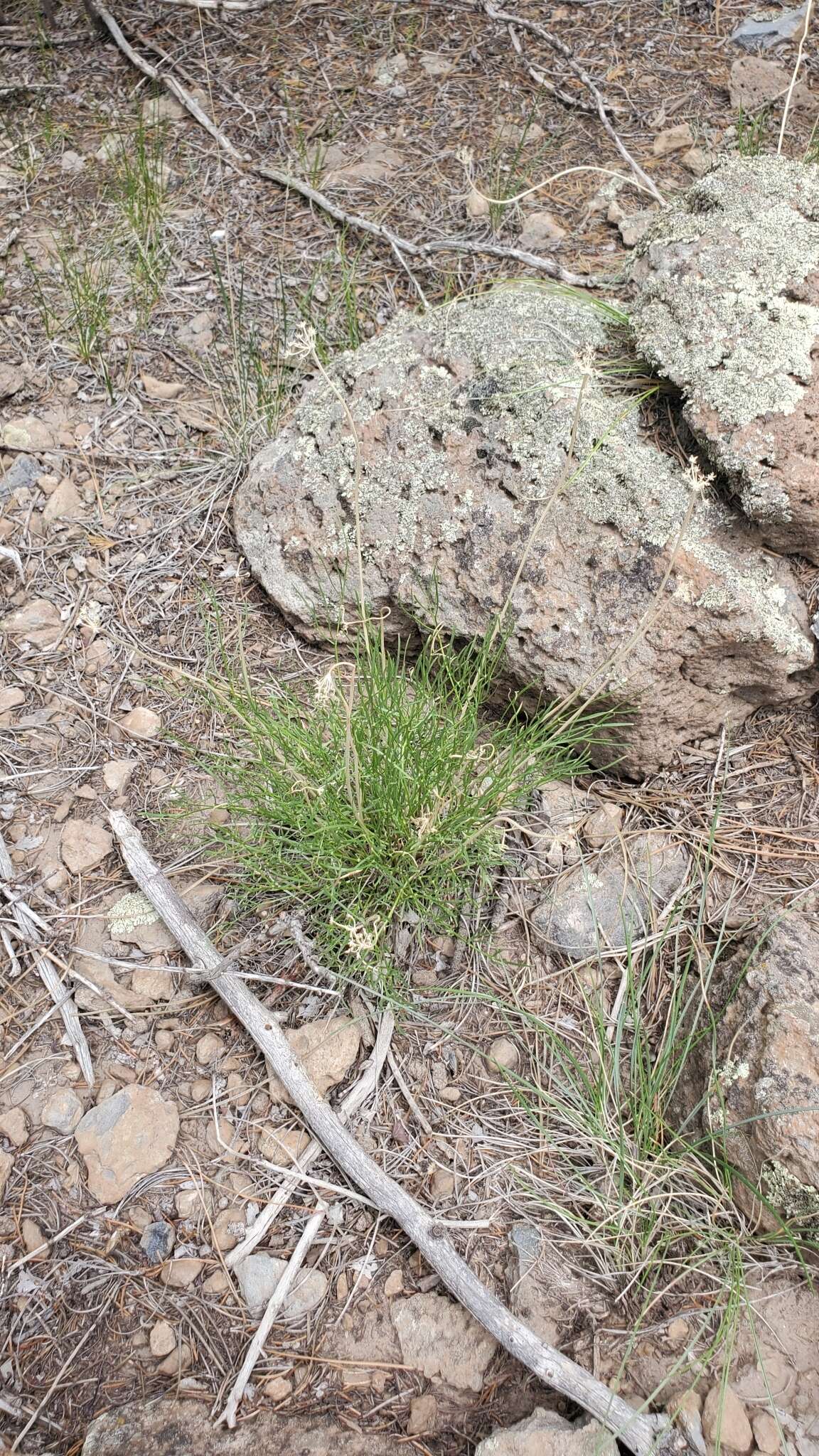 Image of Spellenberg's springparsley