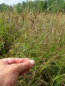 Image of Red-Top Cut-Throat Grass