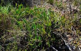 Image of Centella glabrata L.