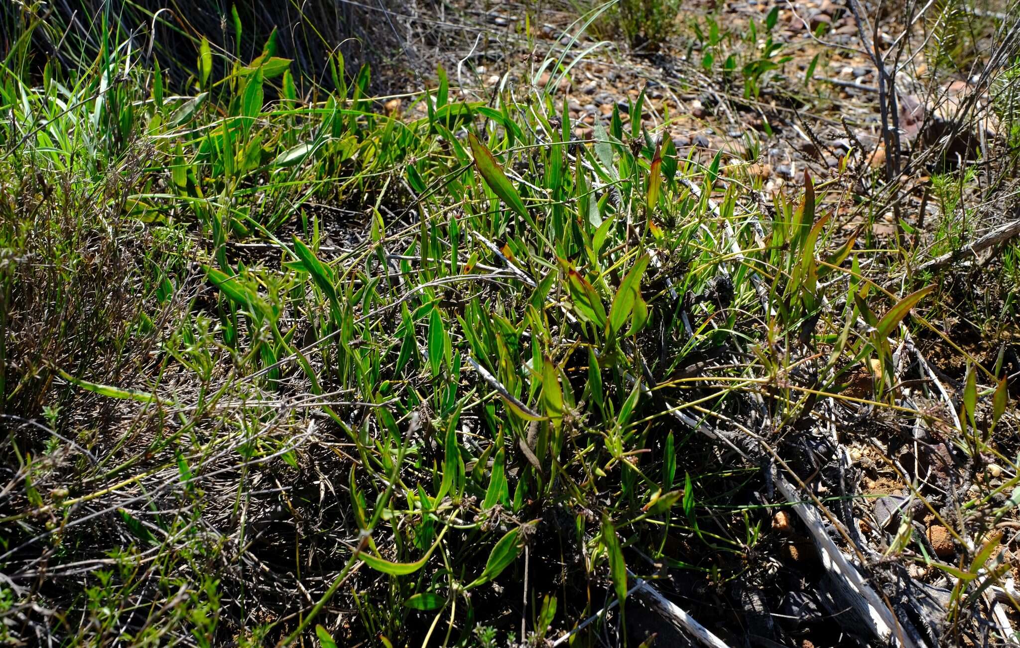 Image of Centella glabrata L.