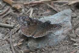 Image of Erynnis pacuvius Lintner 1878