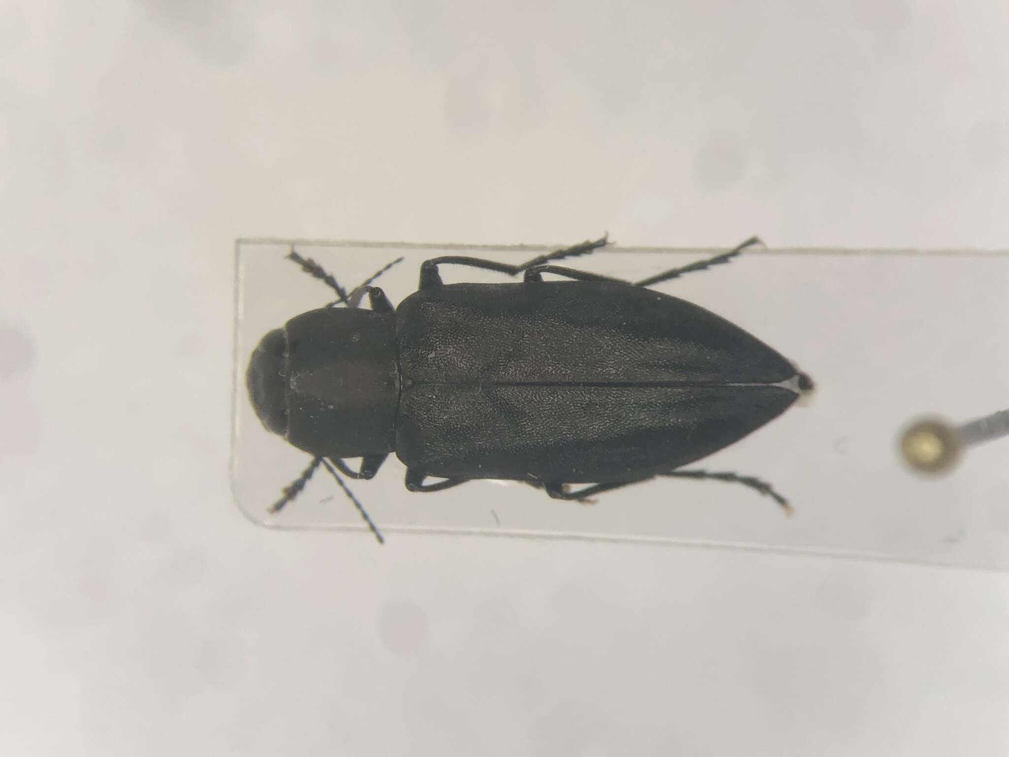 Image of Melanophila