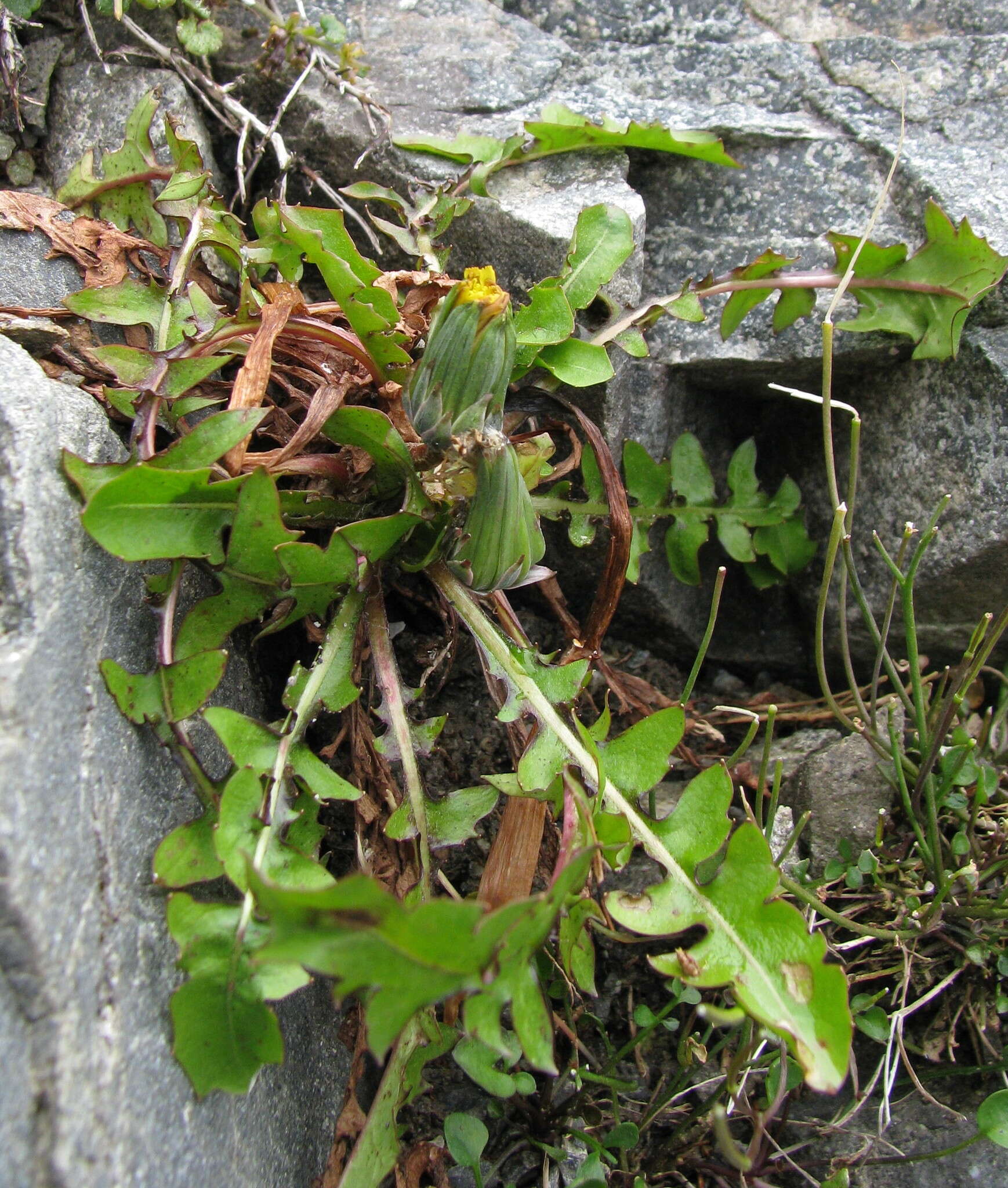 Image of Taraxacum zealandicum Dahlst.