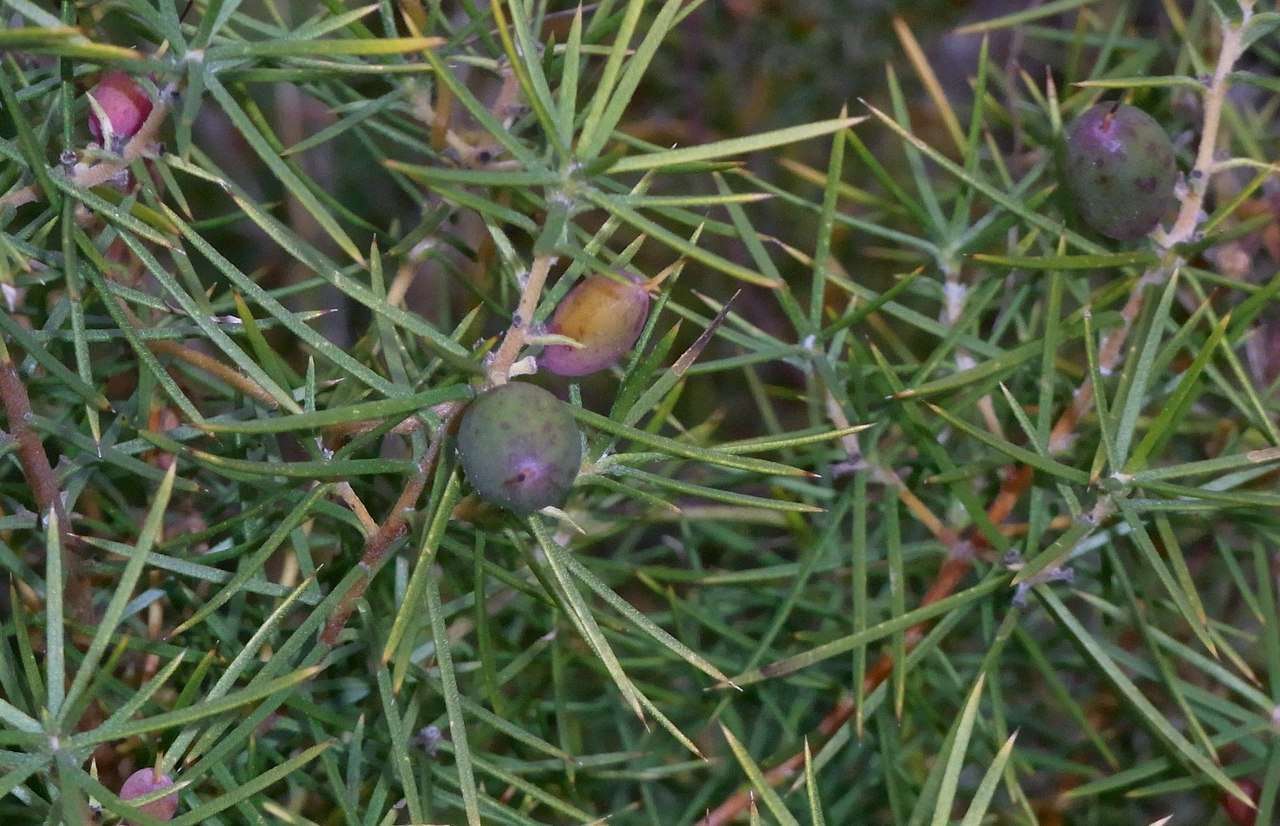 Imagem de Persoonia juniperina Labill.