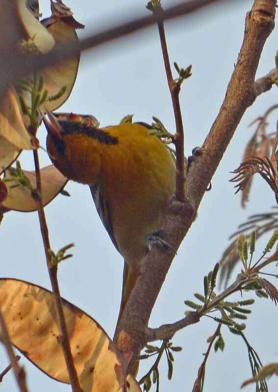 Image de Oriole de Bullock