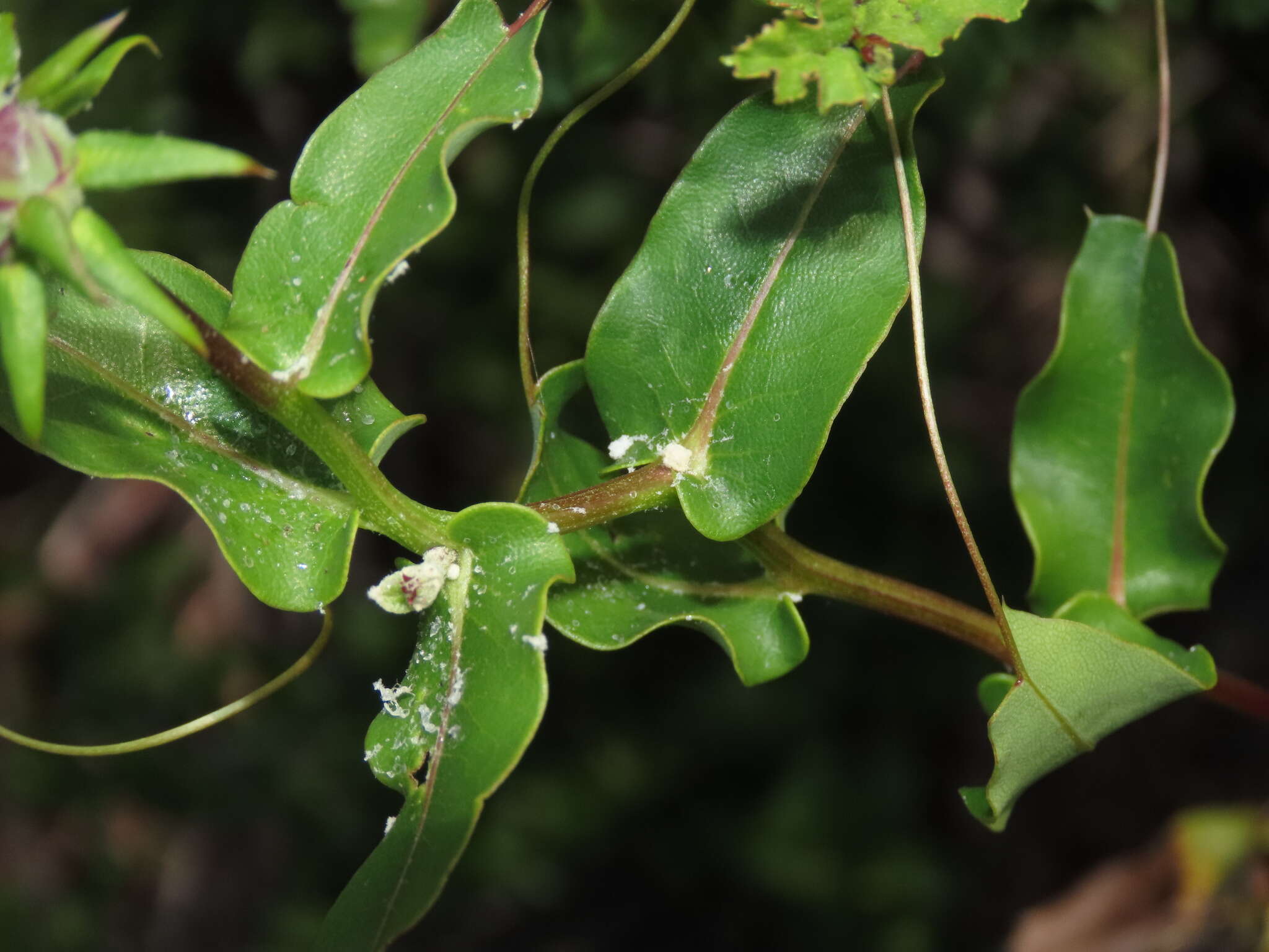 Image of Mutisia spinosa Ruiz & Pav.