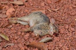 Image de Sylvilagus brasiliensis (Linnaeus 1758)