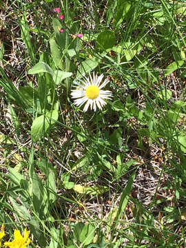 Image of large mountain fleabane