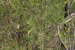 Image of Acacia tristis