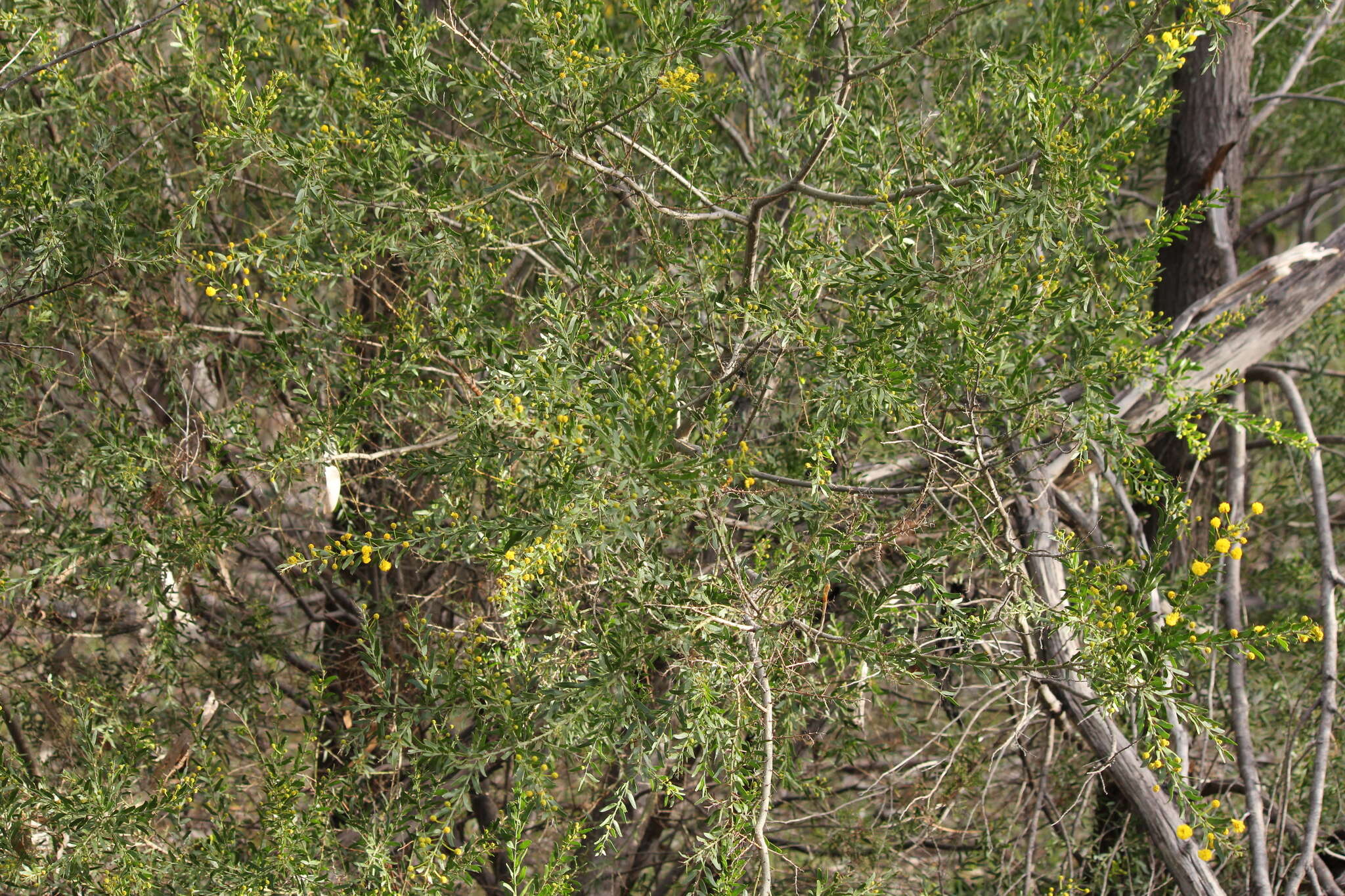 Image de Acacia tristis