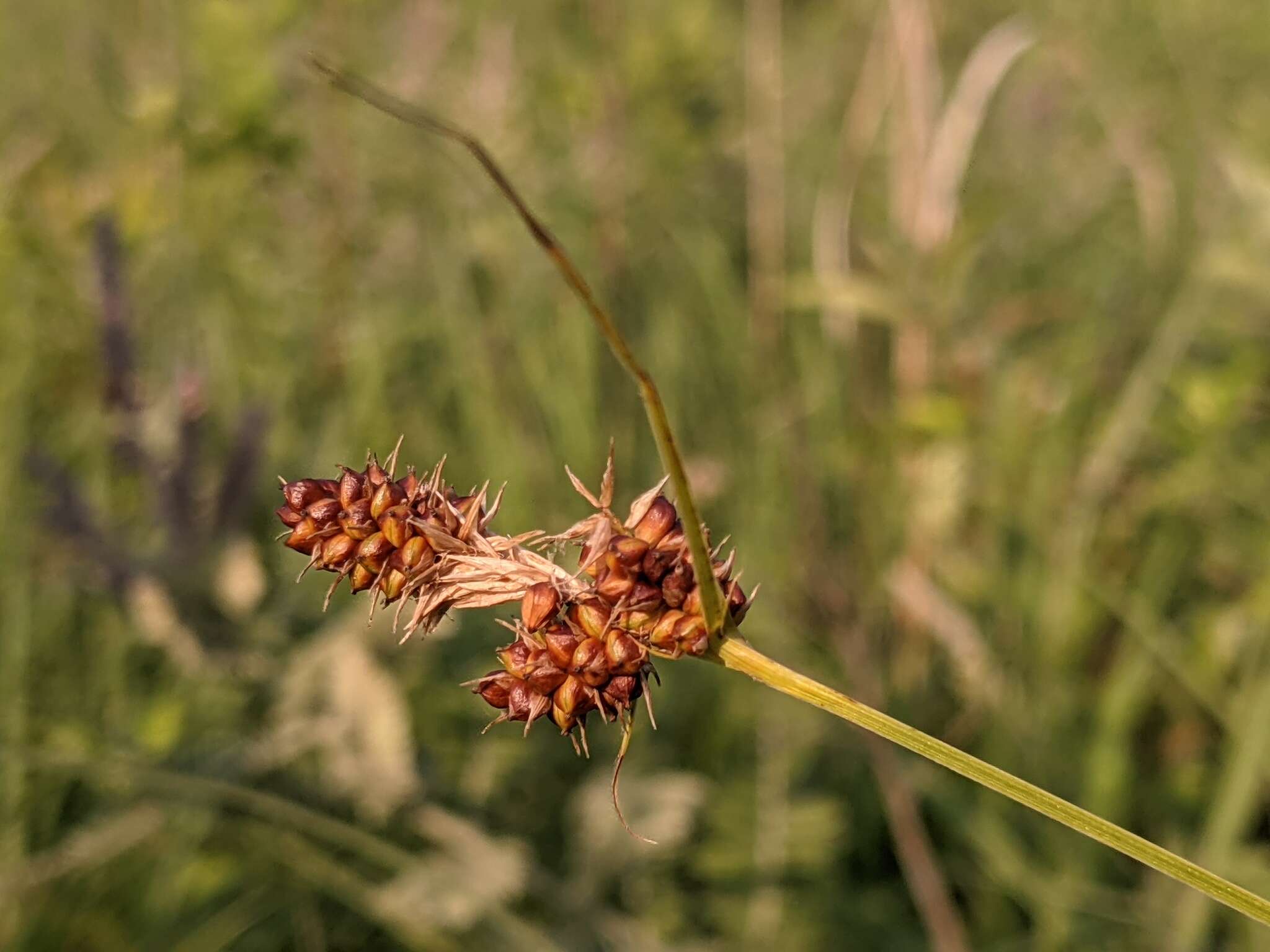 Слика од Carex bushii Mack.