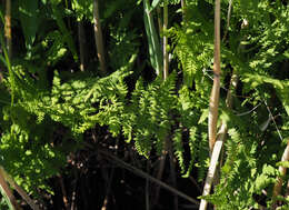 Image of Thelypteris palustris subsp. palustris