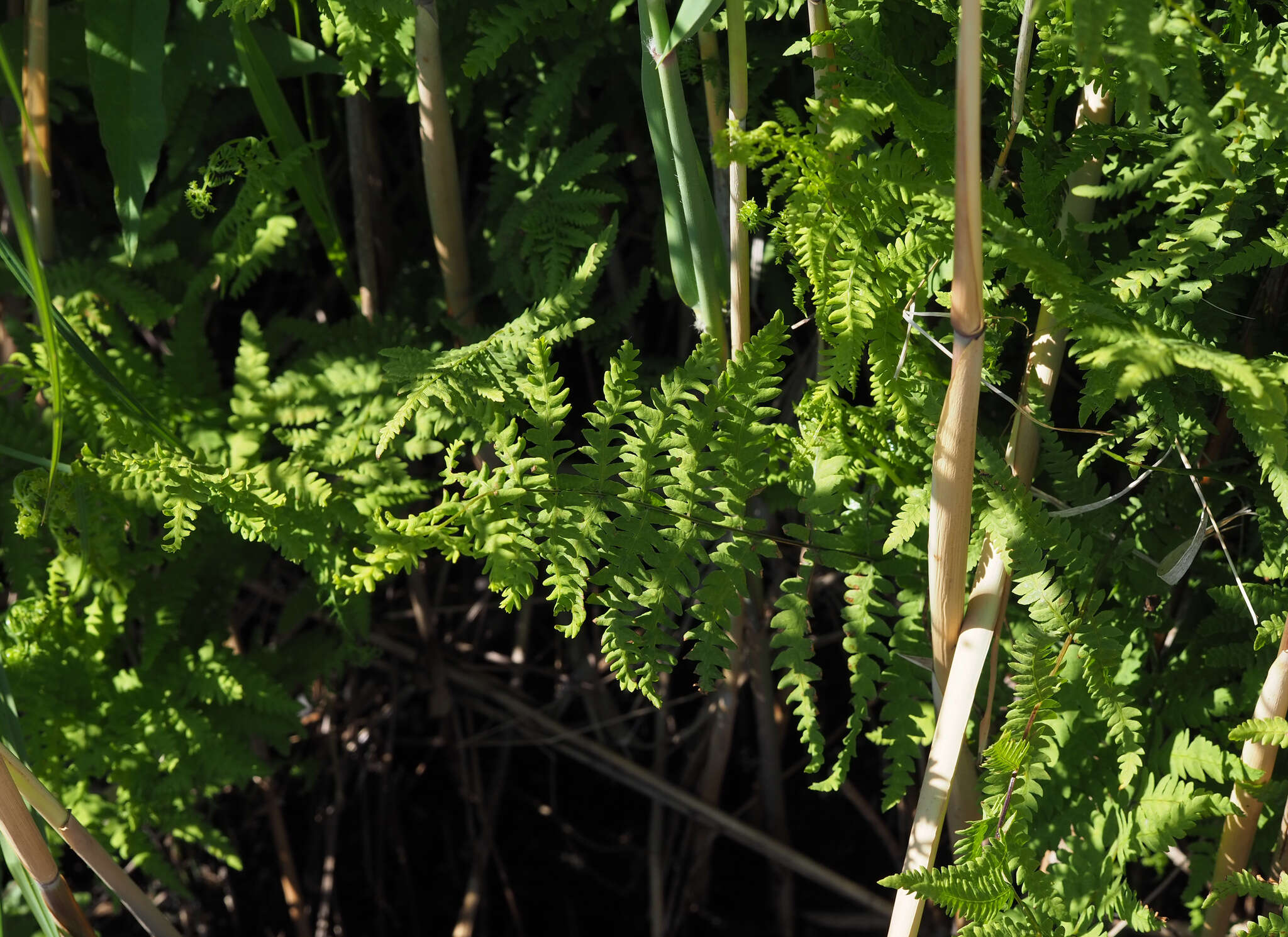 Sivun Thelypteris palustris subsp. palustris kuva