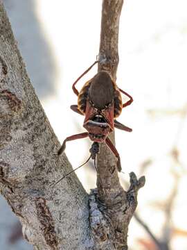 Image of Apiomerus floridensis Berniker & Szerlip ex Berniker et al. 2011