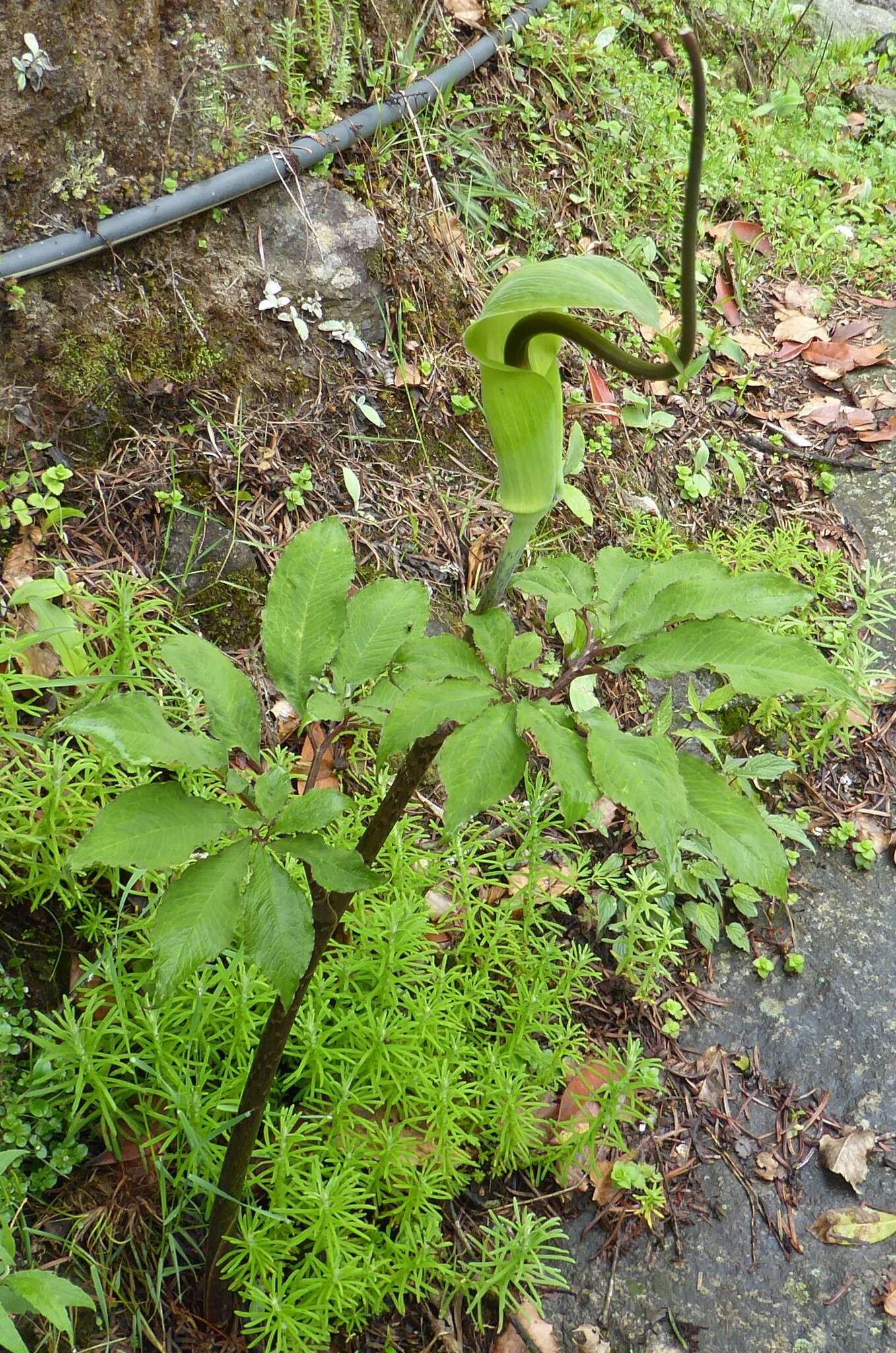 Image of arisaema