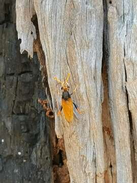 Image of Diochlistus auripennis (Westwood 1835)