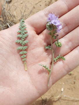 Image of Pope's phacelia