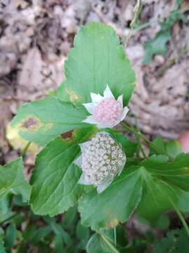 Image of Astrantia maxima Pall.