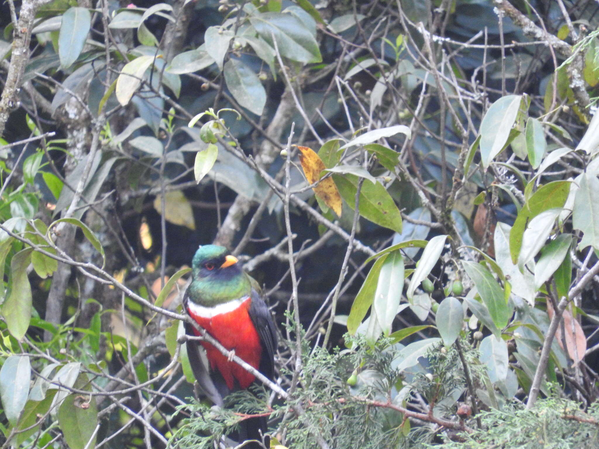 Image of Mountain Trogon