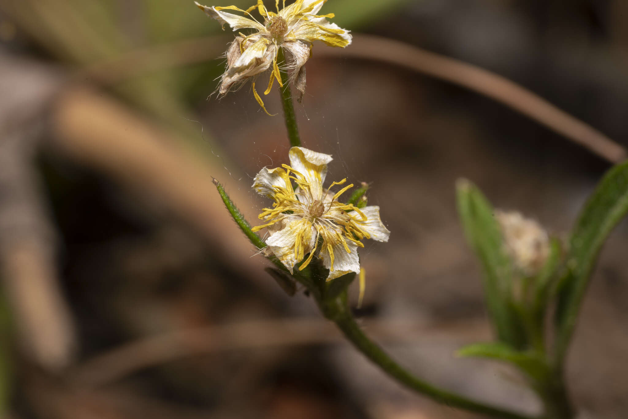 Image de Ranunculus neapolitanus Tenore