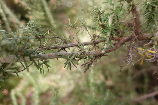 Image de Ozothamnus secundiflorus (Wakef.) A. A. Anderberg