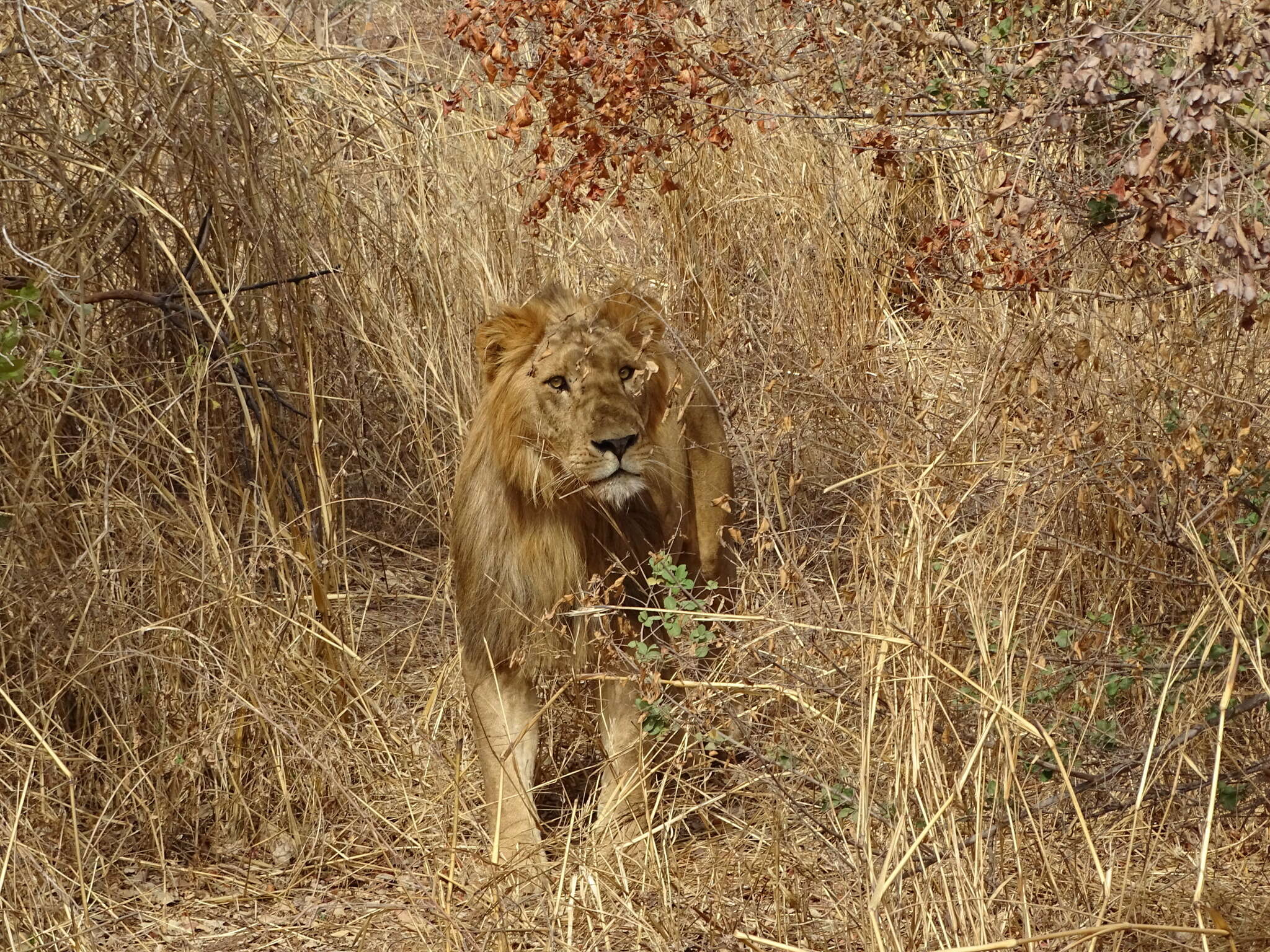 Image of Barbary lion