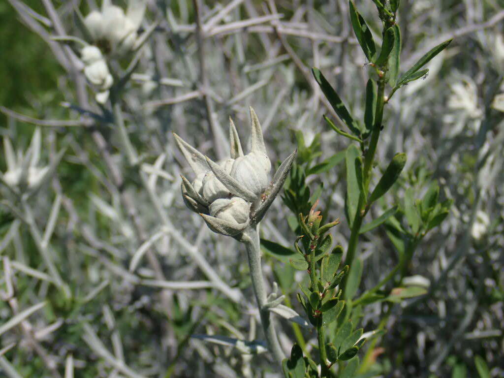 Sivun Tetradymia comosa A. Gray kuva