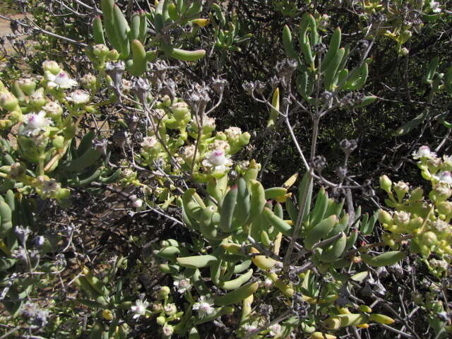 Imagem de Stoeberia frutescens (L. Bol.) E. van Jaarsveld