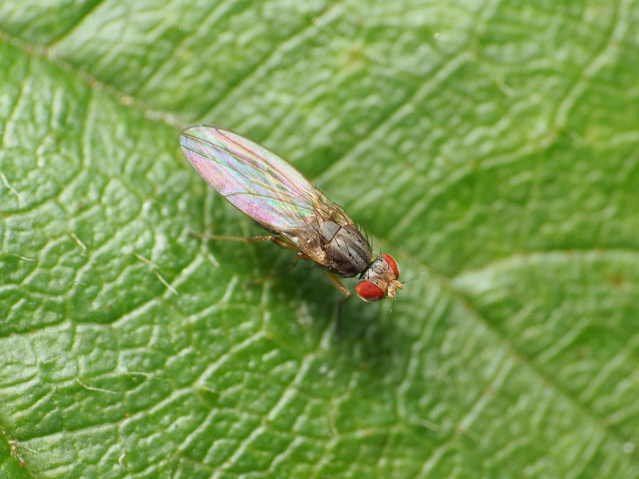 Image of Pomace fly