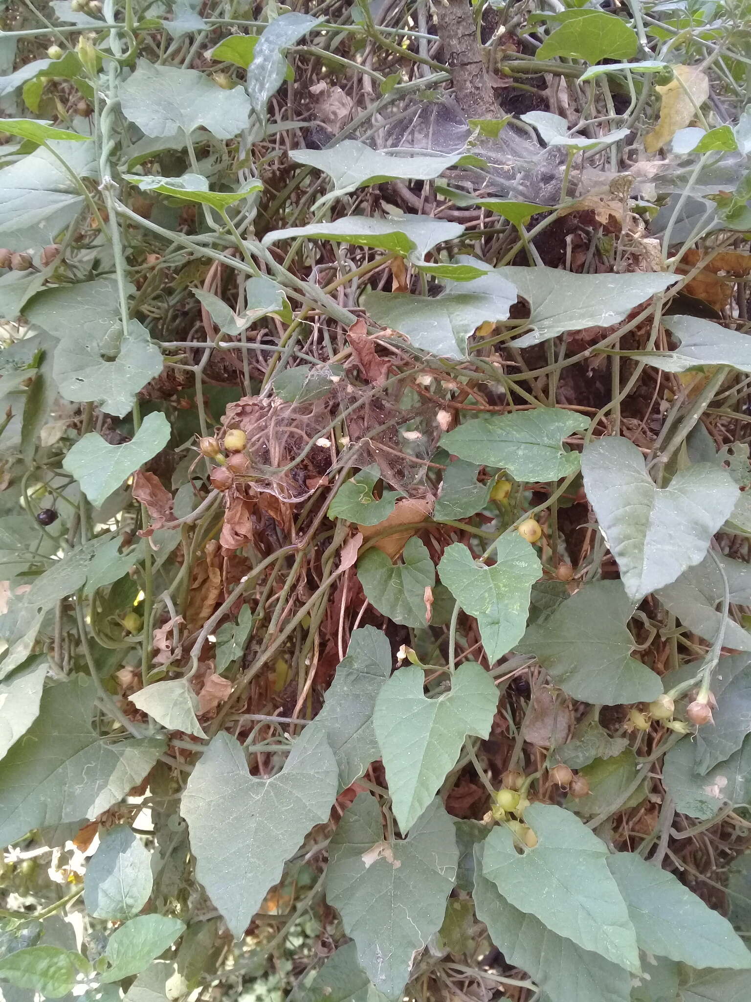 Image de Convolvulus crenatifolius Ruiz & Pav.