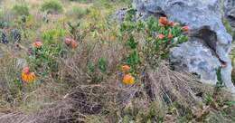 Plancia ëd Liparia splendens (Burm. fil.) Bos & de Wit