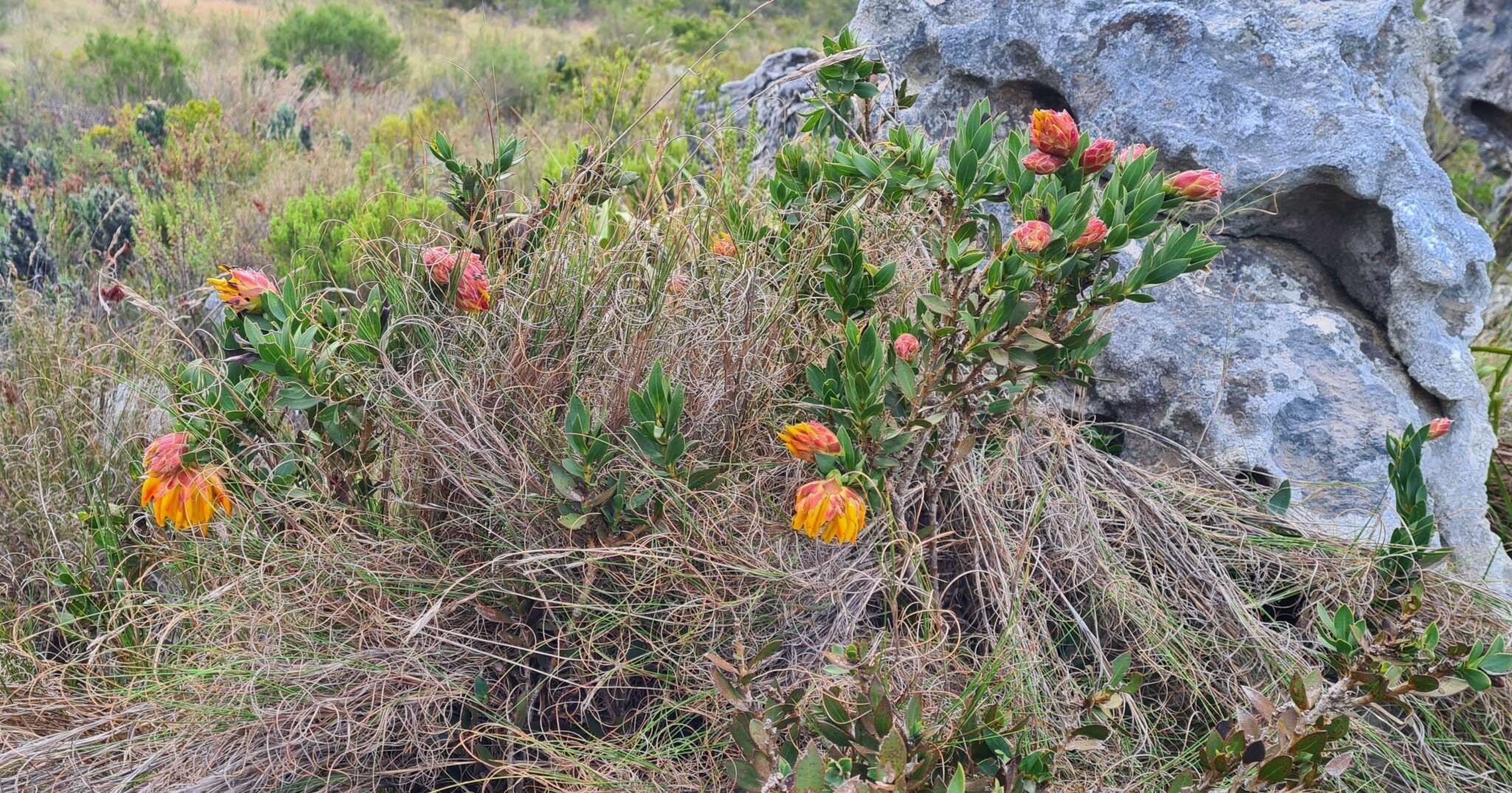 Plancia ëd Liparia splendens (Burm. fil.) Bos & de Wit