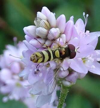 Image of Syrphid fly