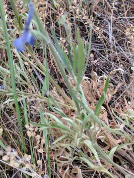 Image of Geyer's larkspur