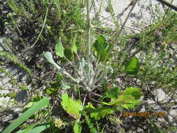 Image of Bolandia elongata (L. fil.) J. C. Manning & Cron