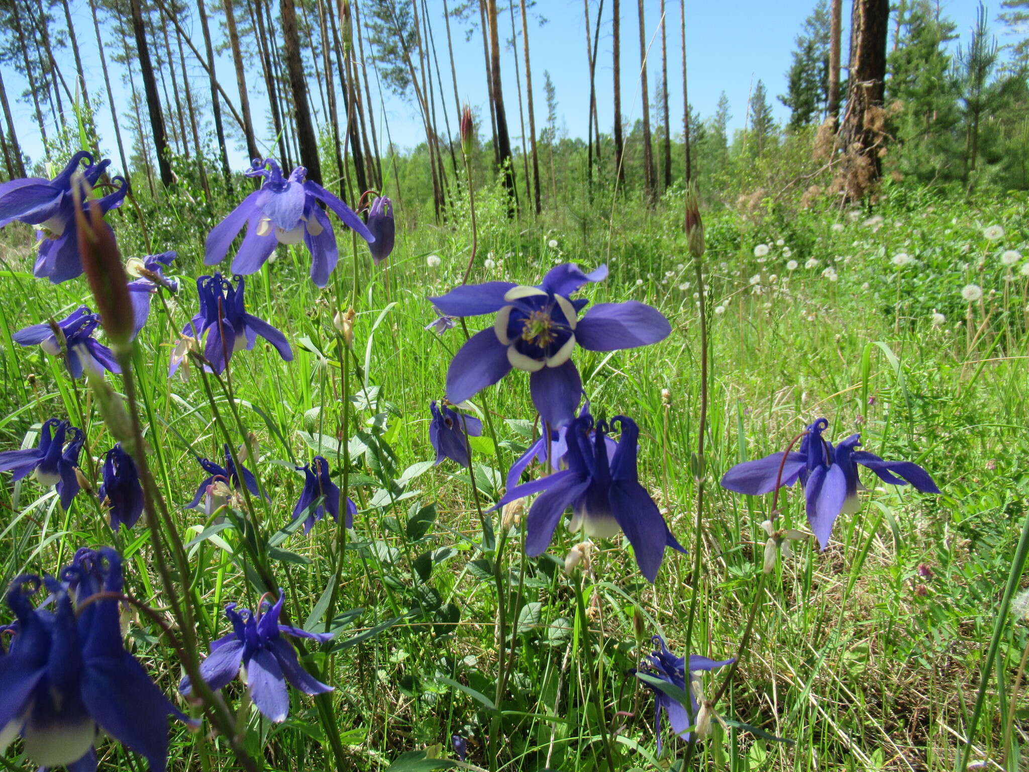 Aquilegia sibirica Lam. resmi