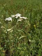 Image of Achillea salicifolia Bess.