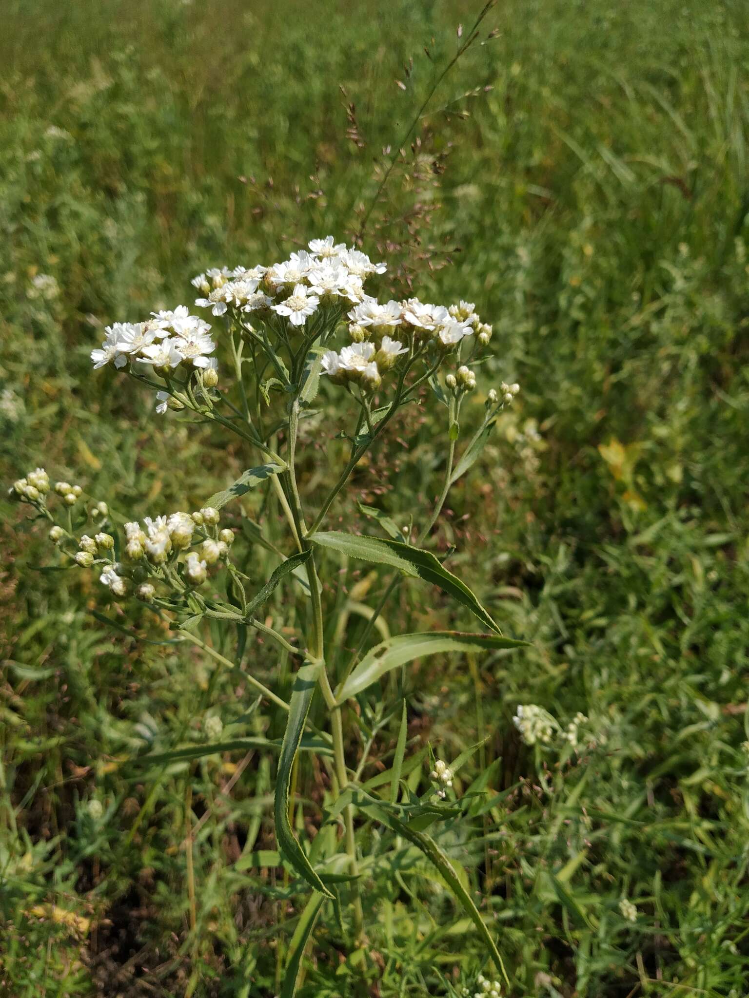 صورة Achillea salicifolia Bess.